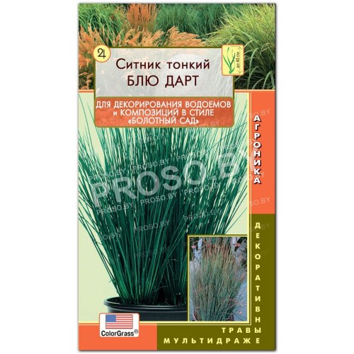 Ситник тонкий Блю Дарт