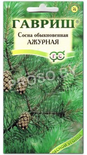 Сосна Ажурная
