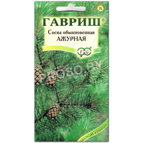 Сосна Ажурная