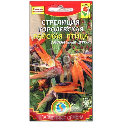 Стрелиция королевская Райская птица (птичка)-2