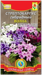 Стрептокарпус гибридный Волна
