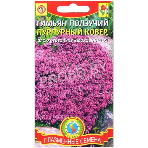 Тимьян (чабрец) Пурпурный ковер-1