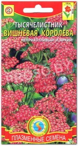 Тысячелистник Вишневая королева