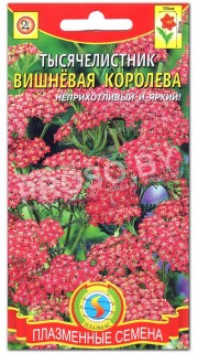 Тысячелистник Вишневая королева