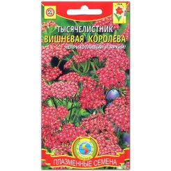 Тысячелистник Вишневая королева