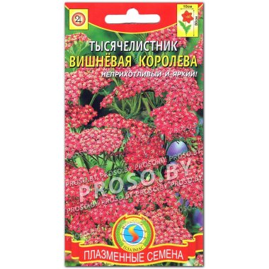 Тысячелистник Вишневая королева