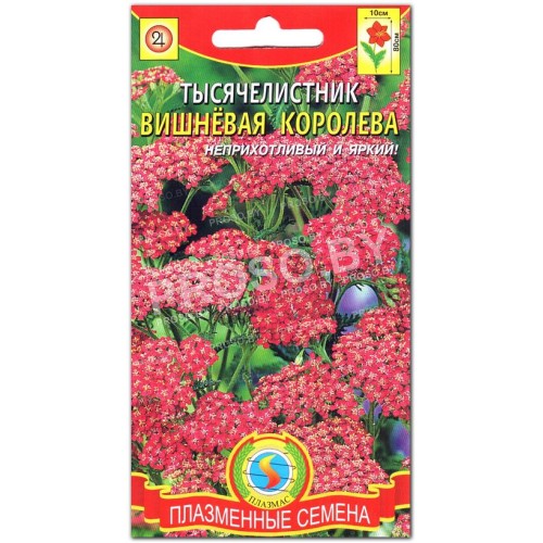 Тысячелистник Вишневая королева