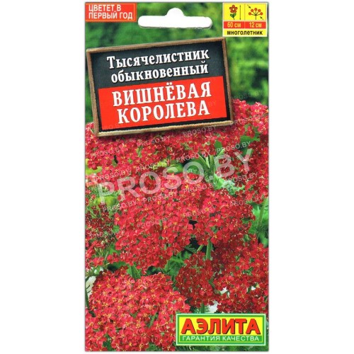 Тысячелистник Вишневая королева-1