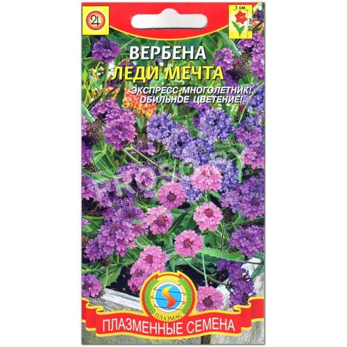 Вербена Леди мечта, смесь-1