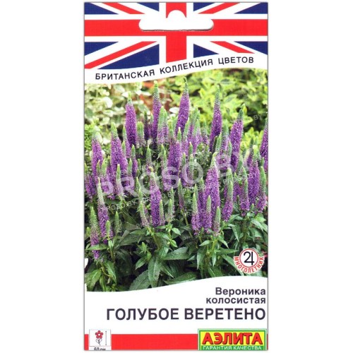 Вероника колосистая Голубое веретено