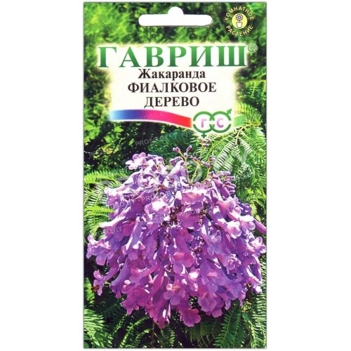 Жакаранда Дельта (фиалковое дерево)