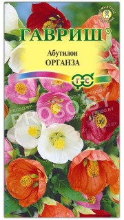 Абутилон гибридный Органза
