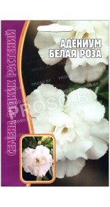 Адениум Белая роза