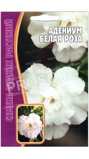 Адениум Белая роза