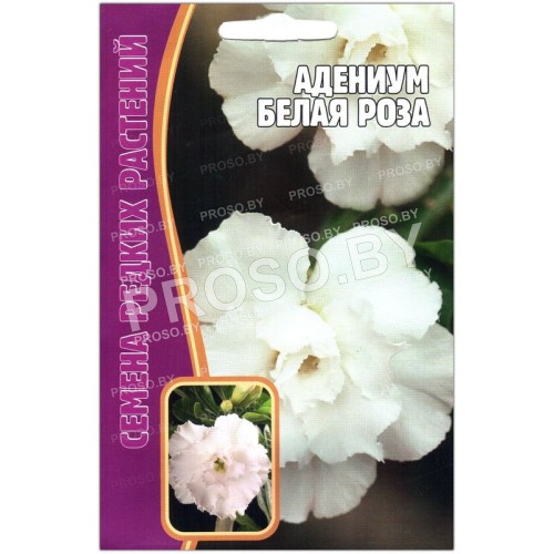 Адениум Белая роза