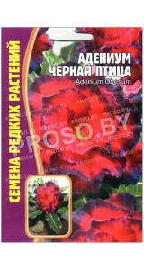 Адениум Черная птица
