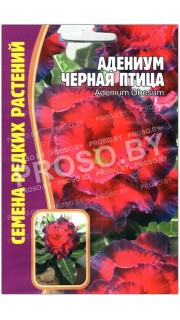 Адениум Черная птица