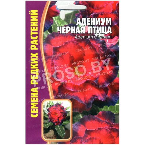 Адениум Черная птица