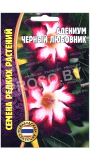 Адениум Черный любовник