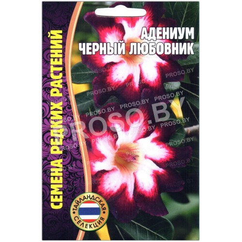 Адениум Черный любовник
