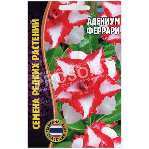 Адениум Феррари