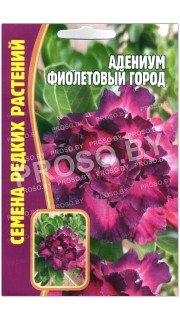 Адениум Фиолетовый город