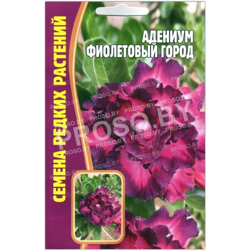 Адениум Фиолетовый город