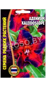 Адениум Kaleidoscope
