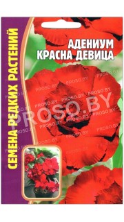 Адениум Красна девица