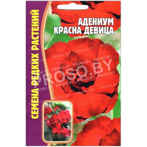 Адениум Красна девица