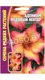 Адениум Медовый нектар
