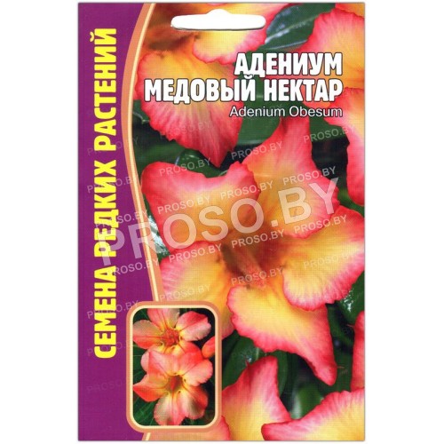Адениум Медовый нектар