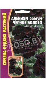Адениум обесум Черное болото