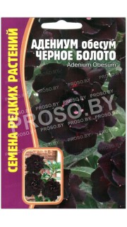 Адениум обесум Черное болото