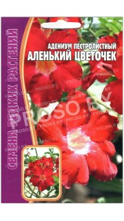 Адениум пестролистный Аленький цветочек