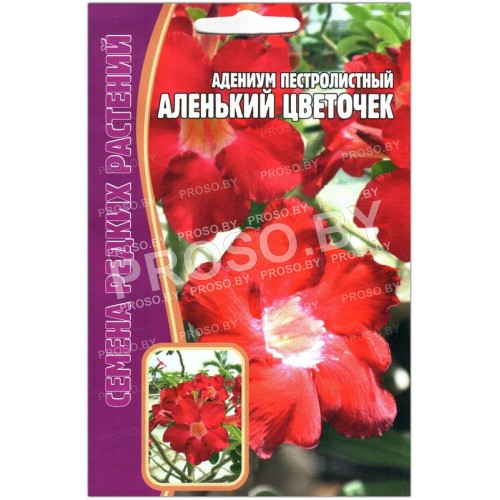 Адениум пестролистный Аленький цветочек