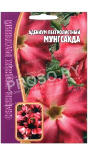 Адениум пестролистный Мунгсакда