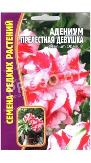 Адениум Прелестная девушка