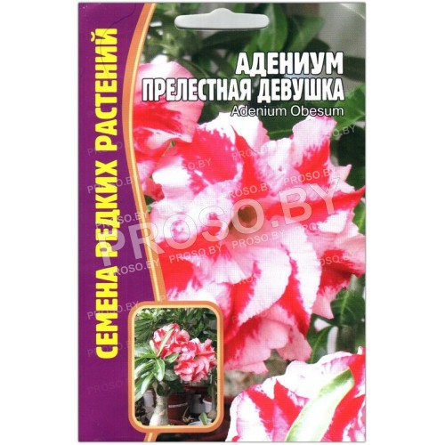 Адениум Прелестная девушка