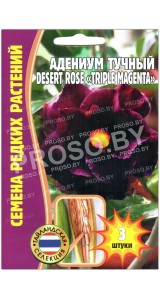 Адениум тучный Desert rose triple magenta