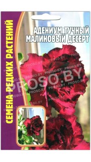 Адениум тучный Малиновый десерт