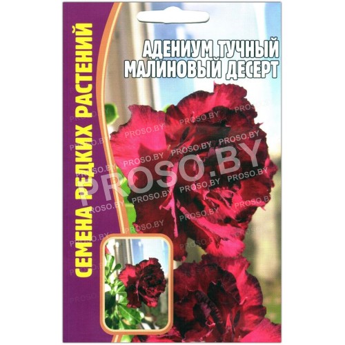 Адениум тучный Малиновый десерт