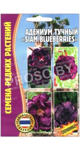 Адениум тучный Siam blueberries