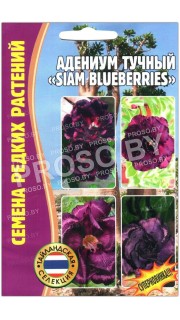 Адениум тучный Siam blueberries