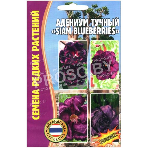 Адениум тучный Siam blueberries