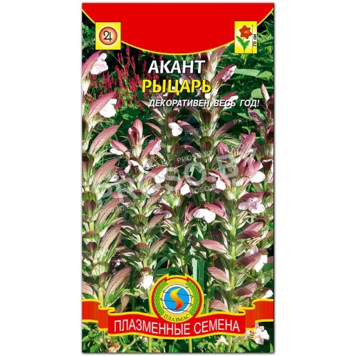 Акант Рыцарь
