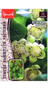 Актинидия Аргута