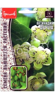 Актинидия Аргута