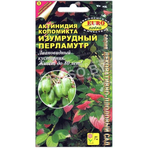 Актинидия коломикта Изумрудный перламутр
