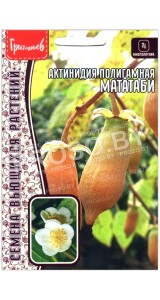 Актинидия полигамная Мататаби